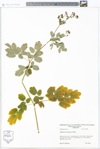 Thalictrum pubescens image