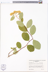 Spiraea betulifolia var. corymbosa image