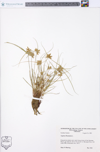 Cyperus flavescens image