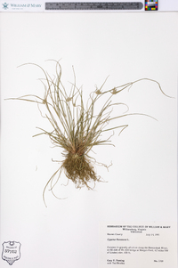 Cyperus flavescens image