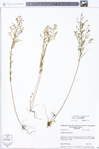 Lechea pulchella var. pulchella image