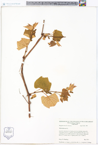 Vitis labrusca image