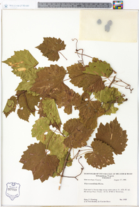 Vitis rotundifolia image