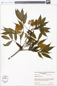 Sambucus racemosa subsp. racemosa image