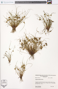 Cyperus squarrosus image