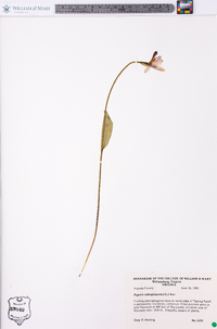 Pogonia ophioglossoides image