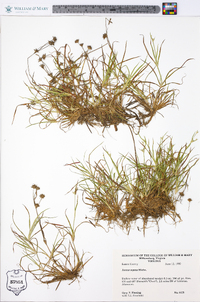 Juncus repens image