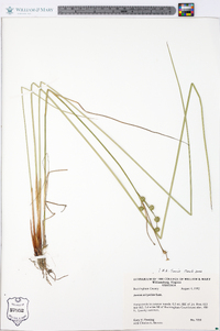 Juncus scirpoides image