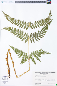 Dryopteris campyloptera image