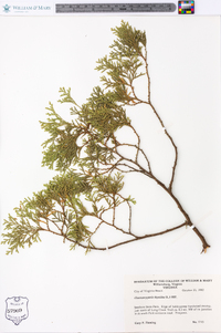 Chamaecyparis thyoides image