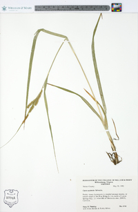 Carex scabrata image