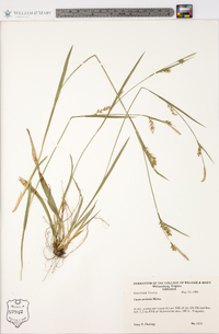 Carex striatula image