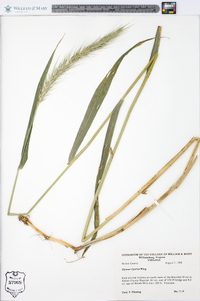 Elymus riparius image