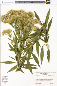 Eupatorium altissimum image