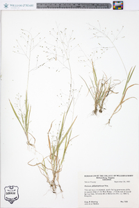 Panicum philadelphicum image