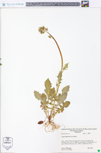 Youngia japonica image