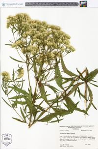 Eupatorium altissimum image