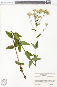 Eupatorium pilosum image