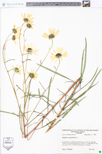 Helianthus angustifolius image