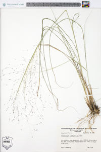 Muhlenbergia capillaris image