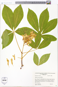 Aesculus sylvatica image