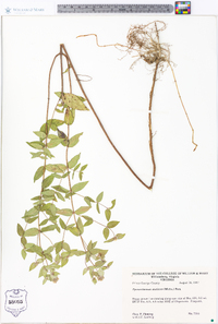 Pycnanthemum muticum image