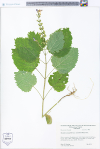 Scutellaria ovata image