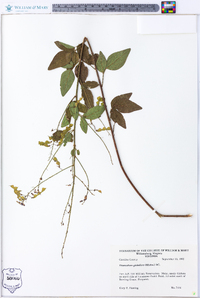 Desmodium glabellum image