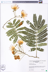 Albizia julibrissin image