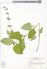 Salvia urticifolia image