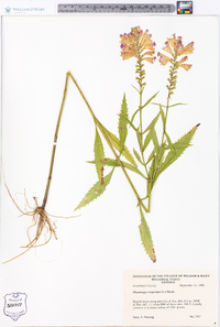 Physostegia virginiana image