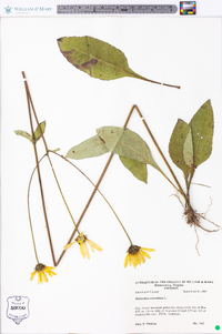 Helianthus atrorubens image