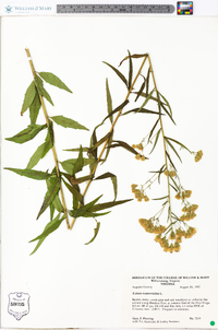 Kuhnia eupatorioides image