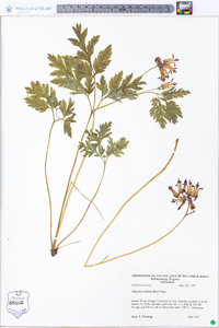 Dicentra eximia image