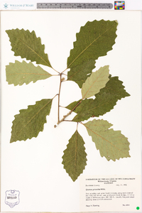 Quercus prinoides image