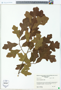 Quercus margaretta image