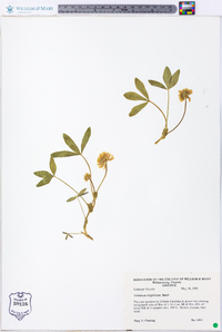 Trifolium virginicum image