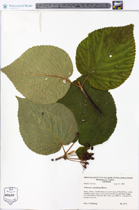 Viburnum lantanoides image