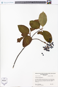 Viburnum cassinoides image