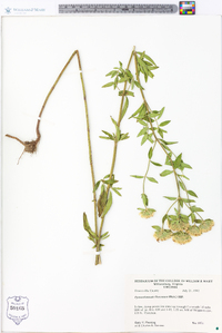 Pycnanthemum flexuosum image