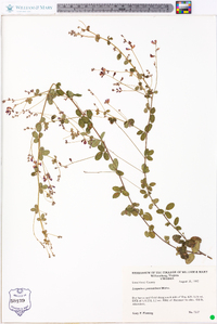 Lespedeza procumbens image