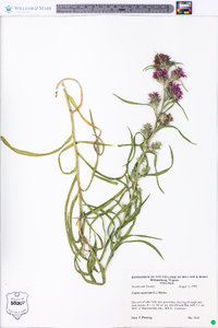 Liatris squarrosa image