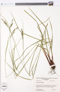 Carex virescens image