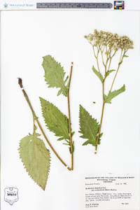 Parthenium hispidum var. auriculatum image