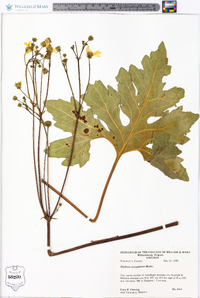 Silphium compositum image