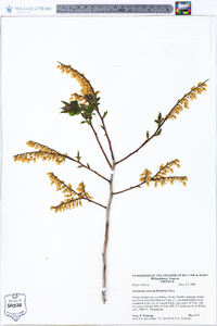 Leucothoe recurva image