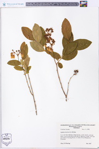 Lyonia mariana image