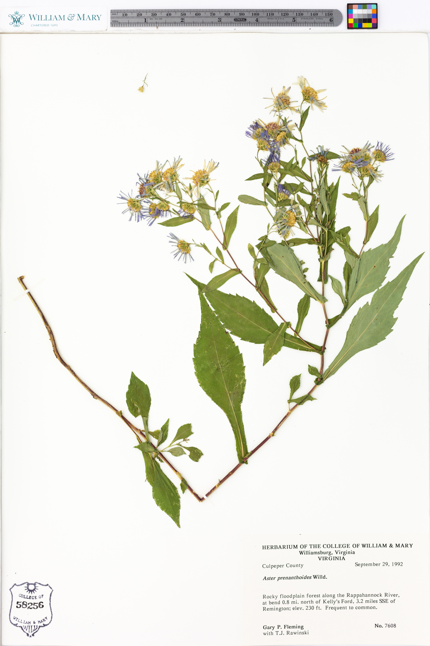 Symphyotrichum prenanthoides image