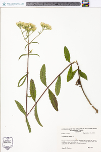 Eupatorium album image