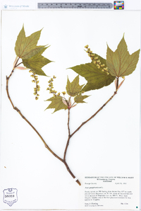 Acer pensylvanicum image